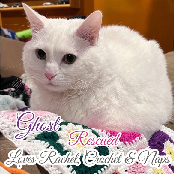 Share Show | Come Join Us Like This Post |CATSDRAGGEDITIN | Let’s Share & Sell - Picture 6 of 15